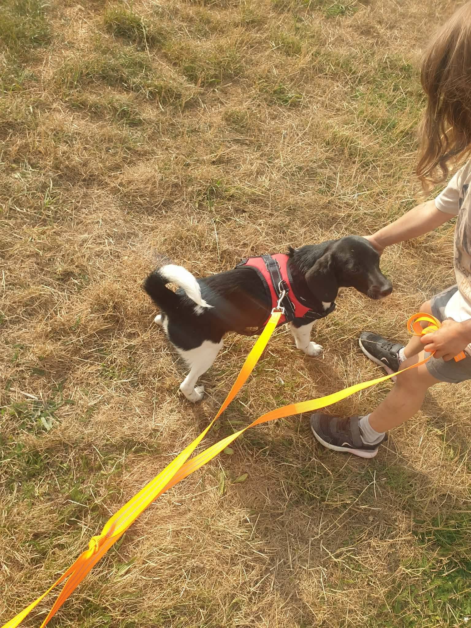 Daisy out on a walk wearing a red harness and orange lead